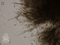 /album/chantransia/olina2-png/