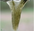 /album/chantransia/batrachospermumsp2-jpg/