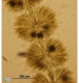 /album/chantransia/batrachospermum-vagum3-hamry-jpg/