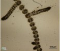 /album/chantransia/batrachospermum-vagum-hamry-jpg/